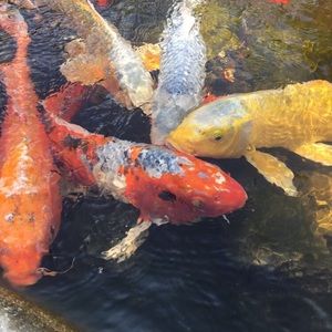 Meet your Posher, Susannah